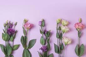 See more ideas about laptop wallpapers, flowers, canvas photography. Hd Wallpaper Flowers Background Pink Purple Eustoma Wallpaper Flare