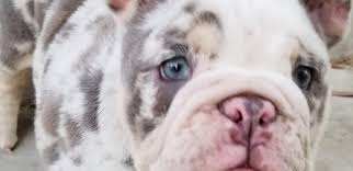 Male and female puppies registry. English Bulldogs Deluxe Bulldogs Adoption Providing Quality Akc Bulldog Puppies