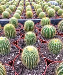 Also, they don't like the cold. Poking Around At Florida Cactus My Little Life S Journeys