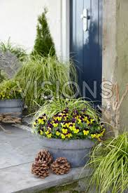 Image result for Carex steudneri