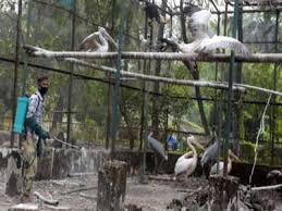 The ever growing scare of bird flu virus has brought the prices of chicken in the state capital. Avian Influenza Bird Flu In India Up Haryana Punjab Odisha Report Bird Deaths Too India News Times Of India