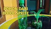 Pohon natal dari pohon sekitar rumah. Cara Membuat Pohon Hias Dari Botol Bekas Sprite Tanaman Hias Cantik Youtube