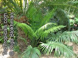 Image result for Cycas thouarsii