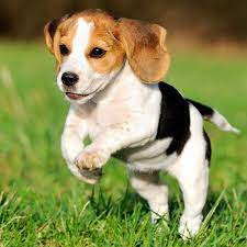Baby Beagle At Full Speed Too Cute Beagle Puppy Puppy Jumps Dog Breeds