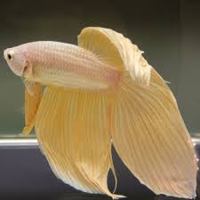 Live Betta Fish Male Clean Solid Light Gold Dragon Veiltail Premium Grade Betta Fish Betta Gold Dragon