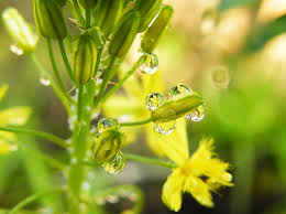 Image result for Bulbine asphodeloides