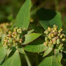 Image result for Euphorbia heterophylla