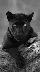 Pin By Squirrel Monkey On Arte Tatuagem Black Panther Cat Panther Cat Animals