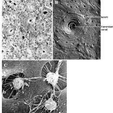 Using a saw microtomecut the bone section to reduce it to about 25mm in length (this could be a leg bone). A C Ultrastructure Of Bone A Light Microscope Image Of A Ground Download Scientific Diagram