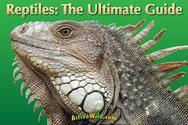 Listing 10,000+ pictures of dinosaurs, facts about them and other prehistoric animals, bringing them closer to kids, their parents and teachers. Reptiles The Ultimate Guide All You Need To Know About Reptiles