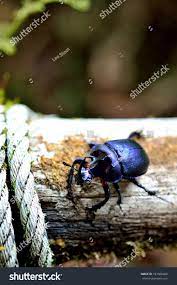 Blue Scarab Beetle Rhinoceros Beetle Doi Stock Photo 197668460 |  Shutterstock