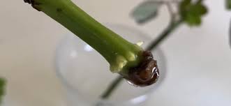 Image result for grapevine cuttings