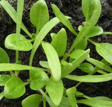 Image result for Spinacia oleracea