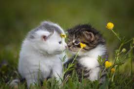 Wallpaper van een huilende wolf bij volle maan. Achtergrond Kittens Kater Bokeh Leuke Twee 2 Gras Dieren 6016x4016