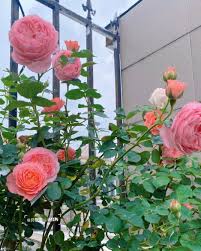 Rose 'Summer Fireworks' (夏日花火) (1 Gal+ Live Plant) Shrub Rose