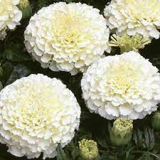 Vanilla Marigold Flower At Rs 40 Kilogram Marigold Flower Id 13951574812