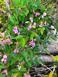 Maybe you would like to learn more about one of these? Phillip S Natural World Florida S Purple Natives