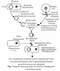 Biochemistry Basics Pogil Answer Key Free Ncert Solutions For Class 12 Biology Chapter 12 Biotechnology And Its Applications 6 Https Www Learninsta Biology Labs Teaching Biology Molecular Biology