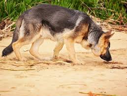 Southern legacy german shepherds, ga. 300 Amazing German Shepherd Names A Z Male Female Dogsm