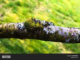 Pests and diseases of fruit trees: Moss Lichen On Image Photo Free Trial Bigstock