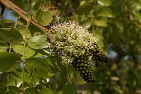 Image result for Brachystegia spiciformis