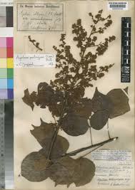 Image result for Agelaea pentagyna