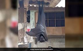 From the giant golden crowned flying fox, a megabat with a wingspan of more than five feet, to the aptly named bumblebee bat, the world's smallest mammal, the number and diversity of bat species have proven to be both rich and underestimated. The Truth Behind This Viral Pic Of A Human Sized Bat
