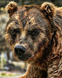 Follow Nature Geography For More Amazing Nature Photos And Animal Photos Nature Geography Alaska Brown Bear Tag Wildlifefriend An Animals Beautiful Animals Nature Animals