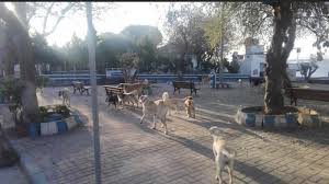 Guzelyali Basibos Kopeklerden Sikayetci Gundem Canakkale Haber