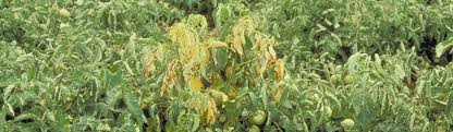 Image result for tomato seedling fusarium wilt
