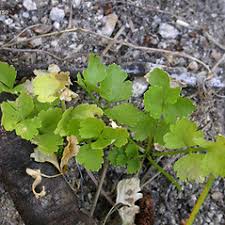 Image result for Apium graveolens