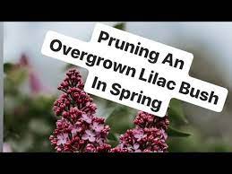 How To Prune A Lilac Bush In Spring Video In Under 90 Secs Easy Tips For Lilac Bush Care Youtube Lilac Bushes Prune Lilac Bush Lilac