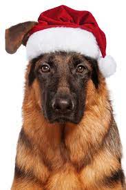 Pin On German Shepherd