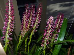 Image result for Lessertia macrostachya