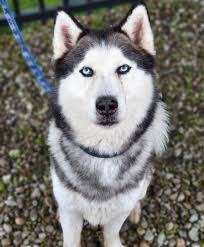 ADOPTED!! Meet Balto……Blue eyes 💙 at the City of Buffalo Animal Shelter  pet id 50199349 Balto is an approximately 4 year old Siberian Husky who  came to the shelter as a stray