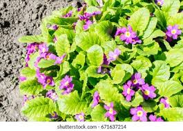 Image result for Primulaceae