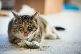 You may want to separate the cats if one seems more aggressive towards another. there is evidence that a cat's response to catnip is genetic, says dr. What You Need To Know About Catnip Centennial Animal Hospital