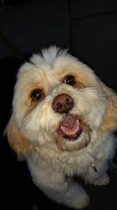 The Happy Pet Company