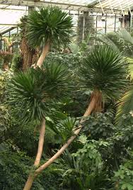 Image result for Dracaena camerooniana