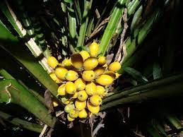 The pineapple is the only available edible bromeliad today.it is a multiple fruit. Bromeliads Bromelia Pinguin Bromelia Pinguin Terrestial Bromeliad With Edible Fruits 100 Seeds Bromeliads Seeds Fruit