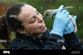 Animals beth hi-res stock photography and images