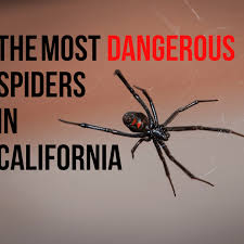 They are considerably smaller than the female size, about half the size and usually has yellow or red band with. Most Dangerous Spiders In California Owlcation