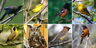 Birds Of Western Washington Identification Common Birds Of Snohomish County Photo Gallery Heraldnet Com Common Birds What Is A Bird Birds