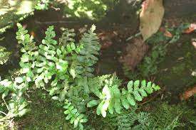 Image result for Asplenium inaequilaterale
