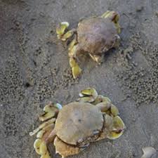 Cara siang ketam ini merupakan cara yang diajarkan kepada saya oleh mak. Cara Tangkap Ketam Ragi