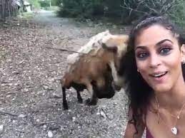 Una cabra embiste a una joven que se estaba haciendo un 'selfie' con ella |  Vídeos | EL PAÍS