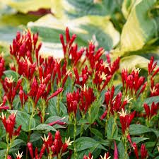 Image result for Spigelia