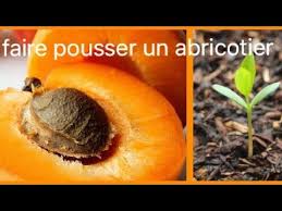 Comment Faire Germer Un Noyau D Abricot Faire Pousser Un Abricotier Youtube Noyau Abricot Abricotier Comment Faire Un Bonsai