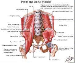 These muscles provide posture and stability to the body by holding the vertebral column erect and adjusting the position of the body to maintain balance. Five Things You Really Need To Know About Your Lower Back Pilates In Leeds