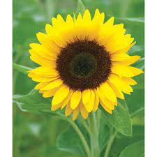 Sunflower marks the second collaboration by post malone and swae lee. Zohar Organic F1 Sunflower Seed Johnny S Selected Seeds